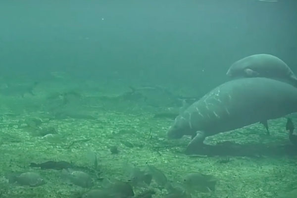 manatees