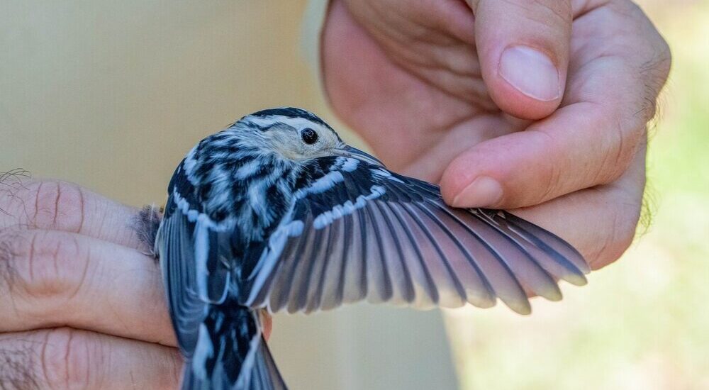 Cape Florida Banding Station