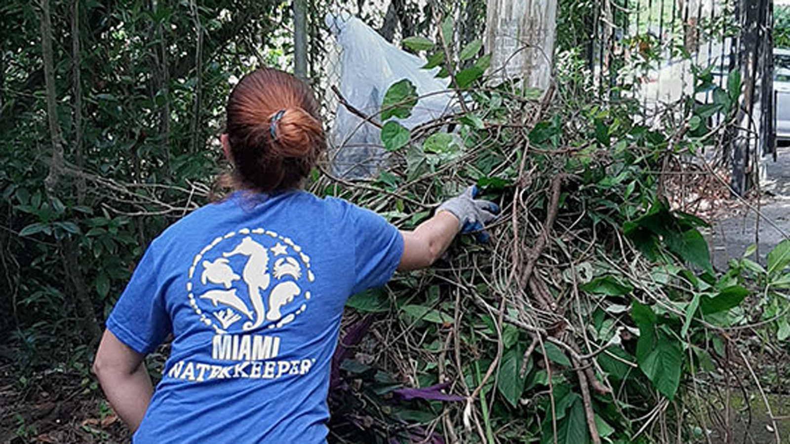 habitat-restoration-event-key-biscayne-community-foundation