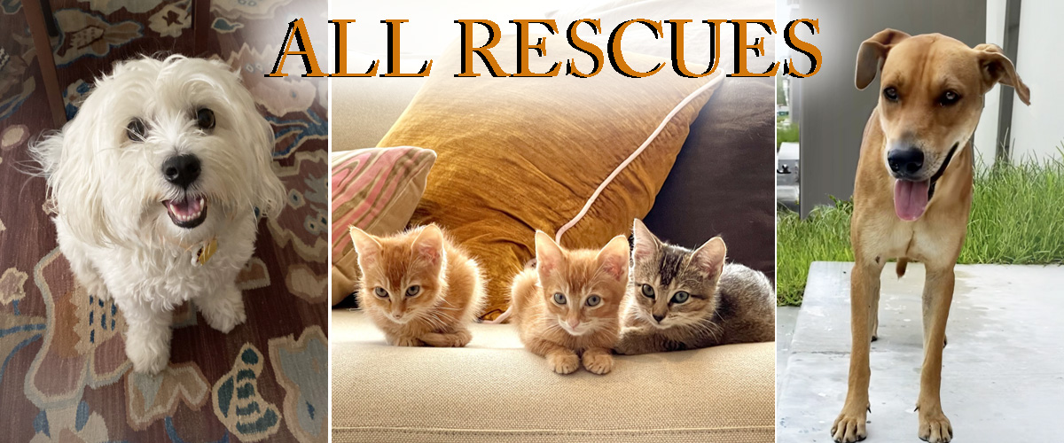 Key Kindness | All Rescues