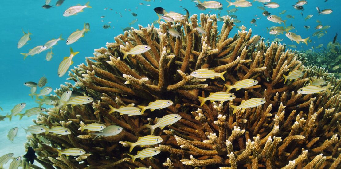 fish swimming near coral