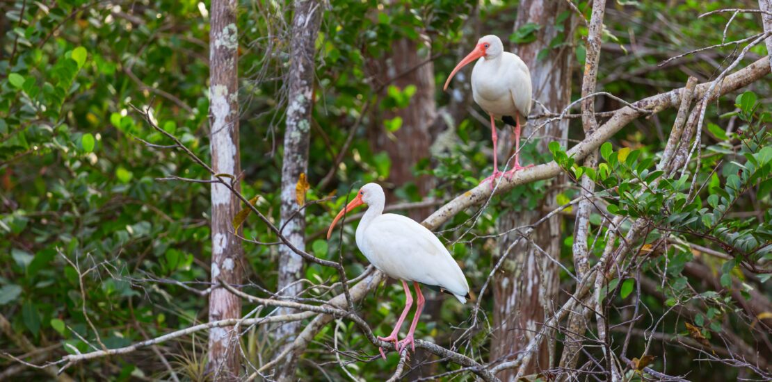 two ibis sitting in a tree